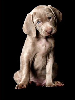 Chiot Braque de weimar.gif